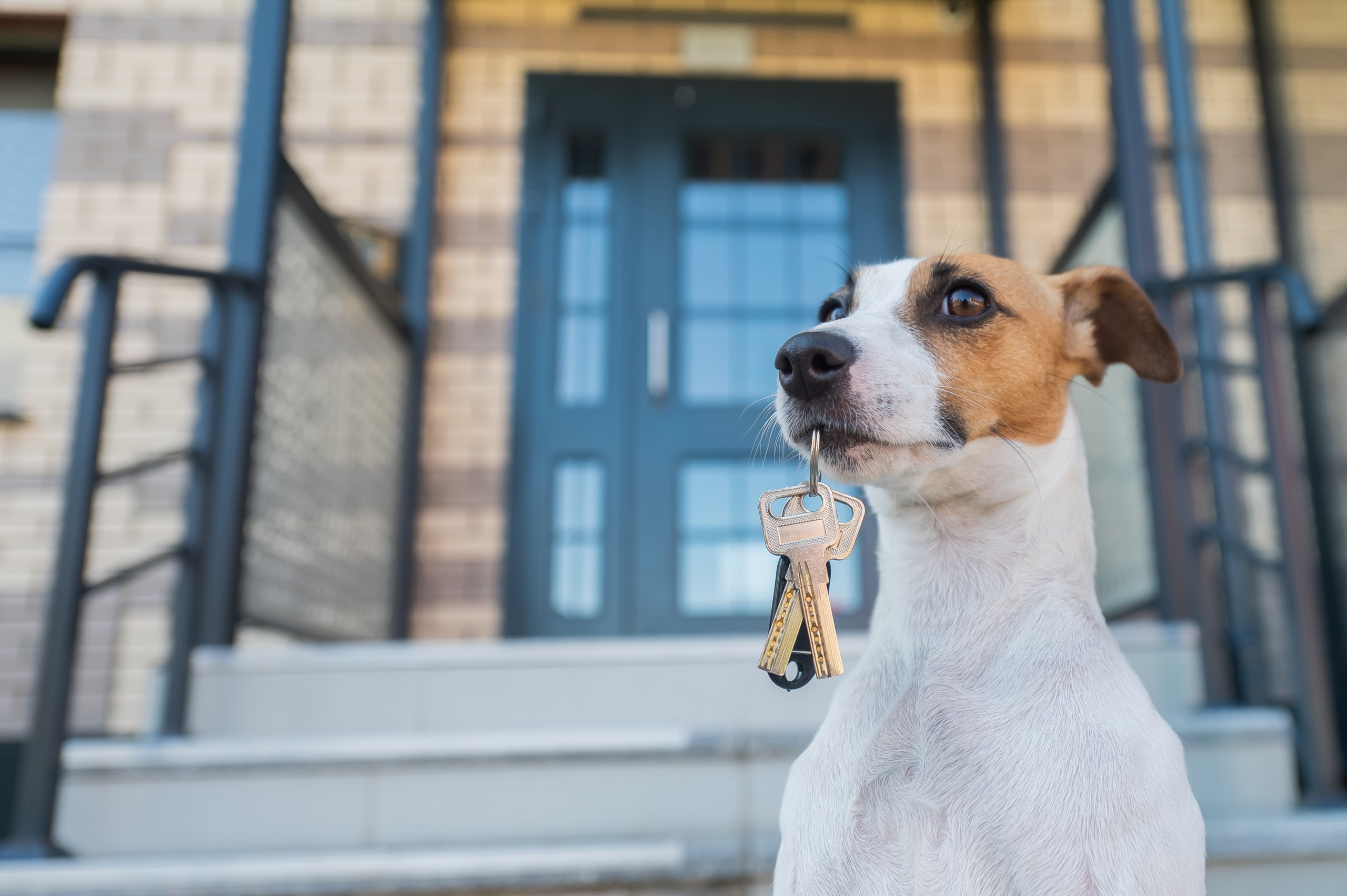 How to rent with pets – our TOP tips