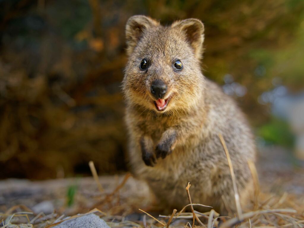 Rottnest Island (Off the coast of Perth)