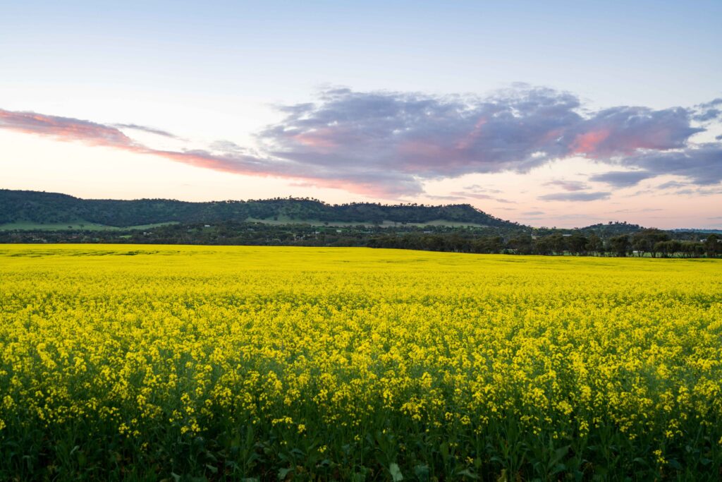 York (Avon Valley)