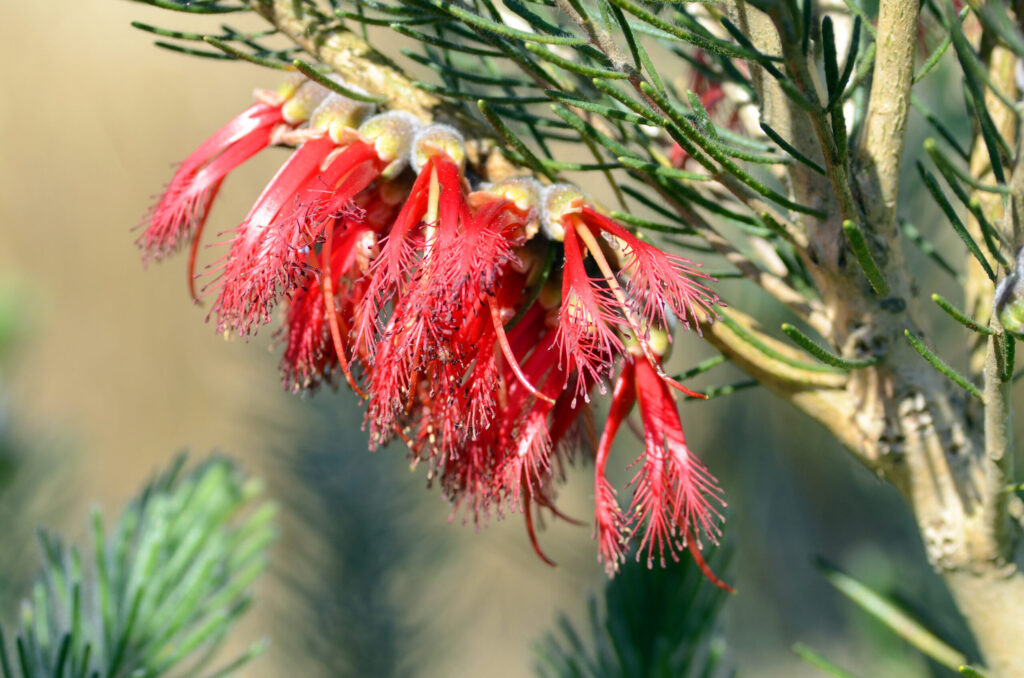 close-up-red-flowering