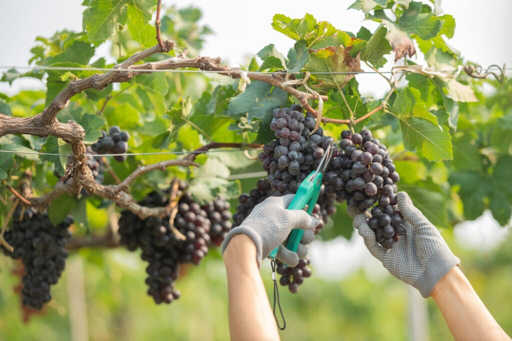 hands-holding-cutting-grape-