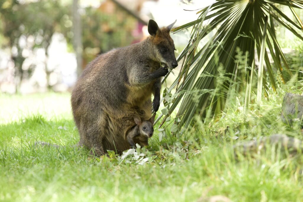 adorable-wallaby-kangaroo-with-baby