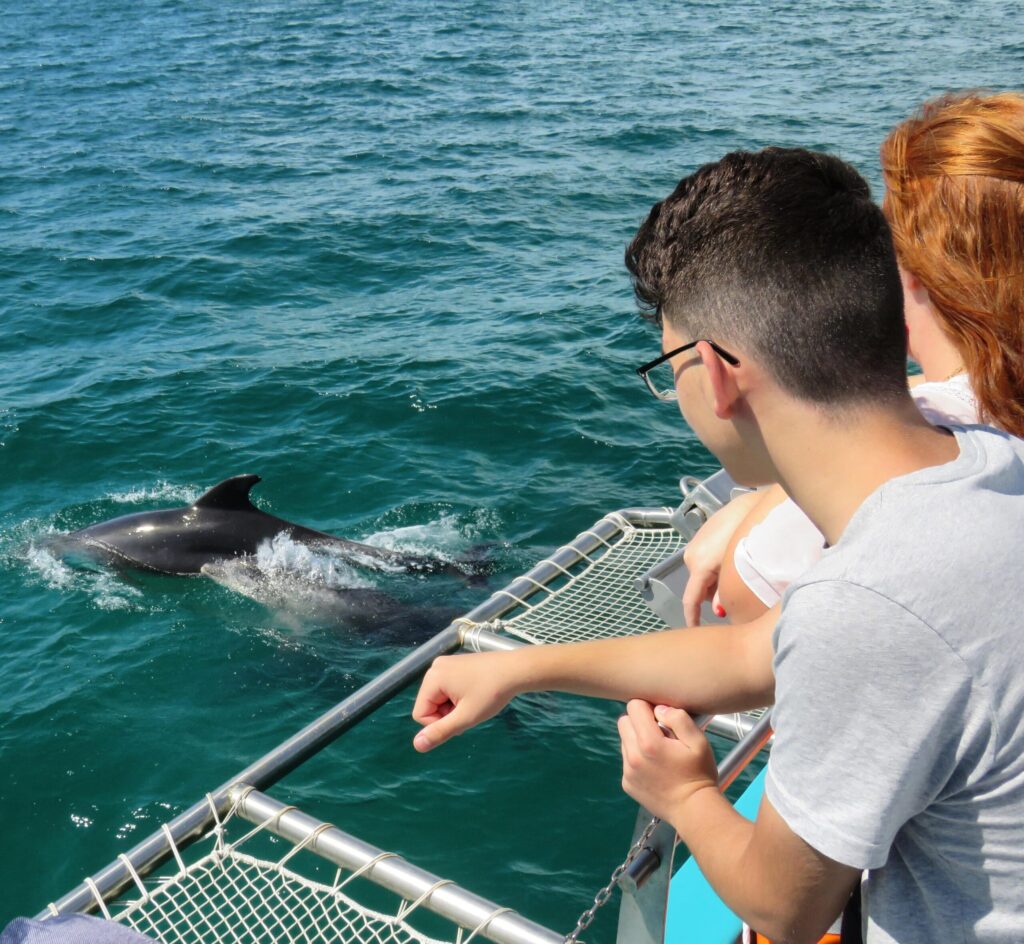 People looking dolphin