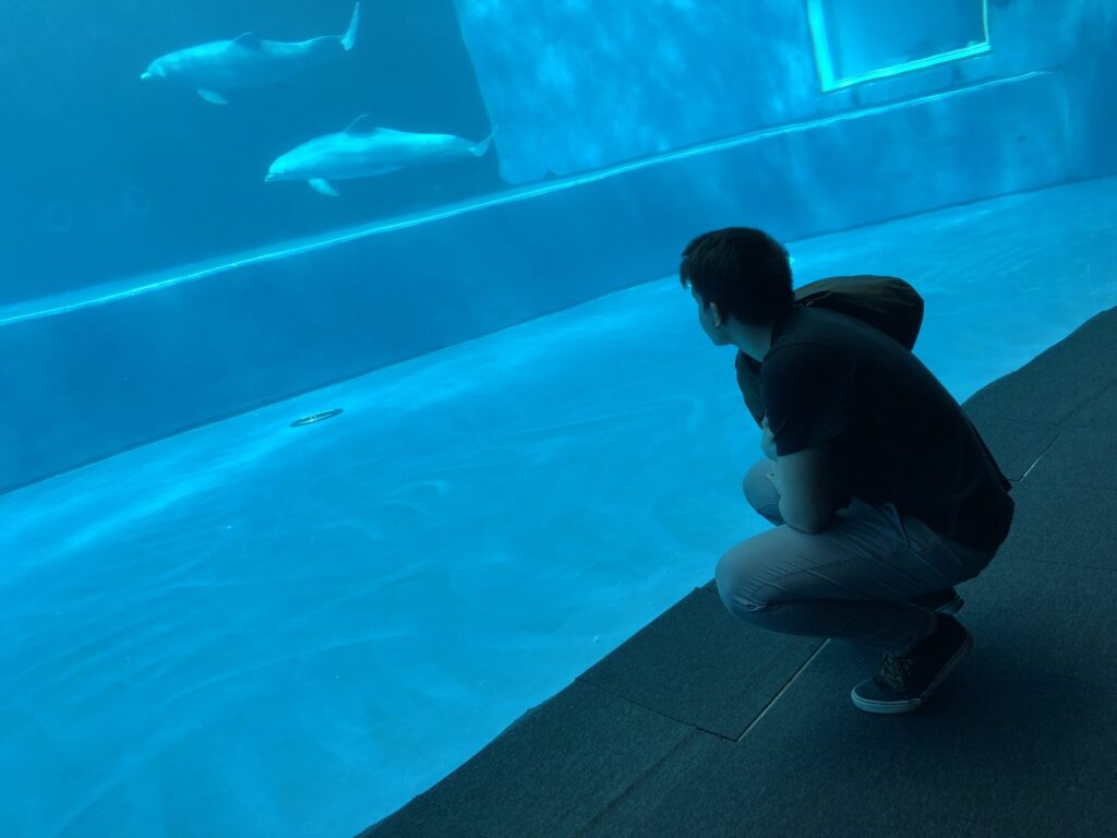 dolphins swimming fish-tank aquarium