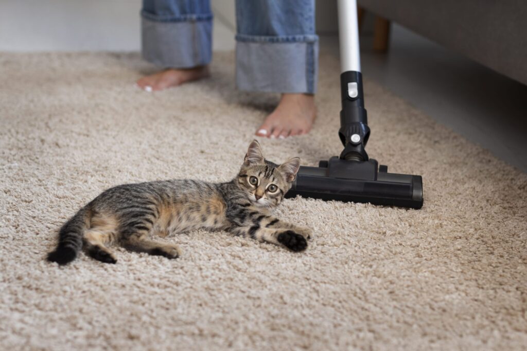 Vacuuming carpet with a cat present during end-of-lease cleaning in a rental home