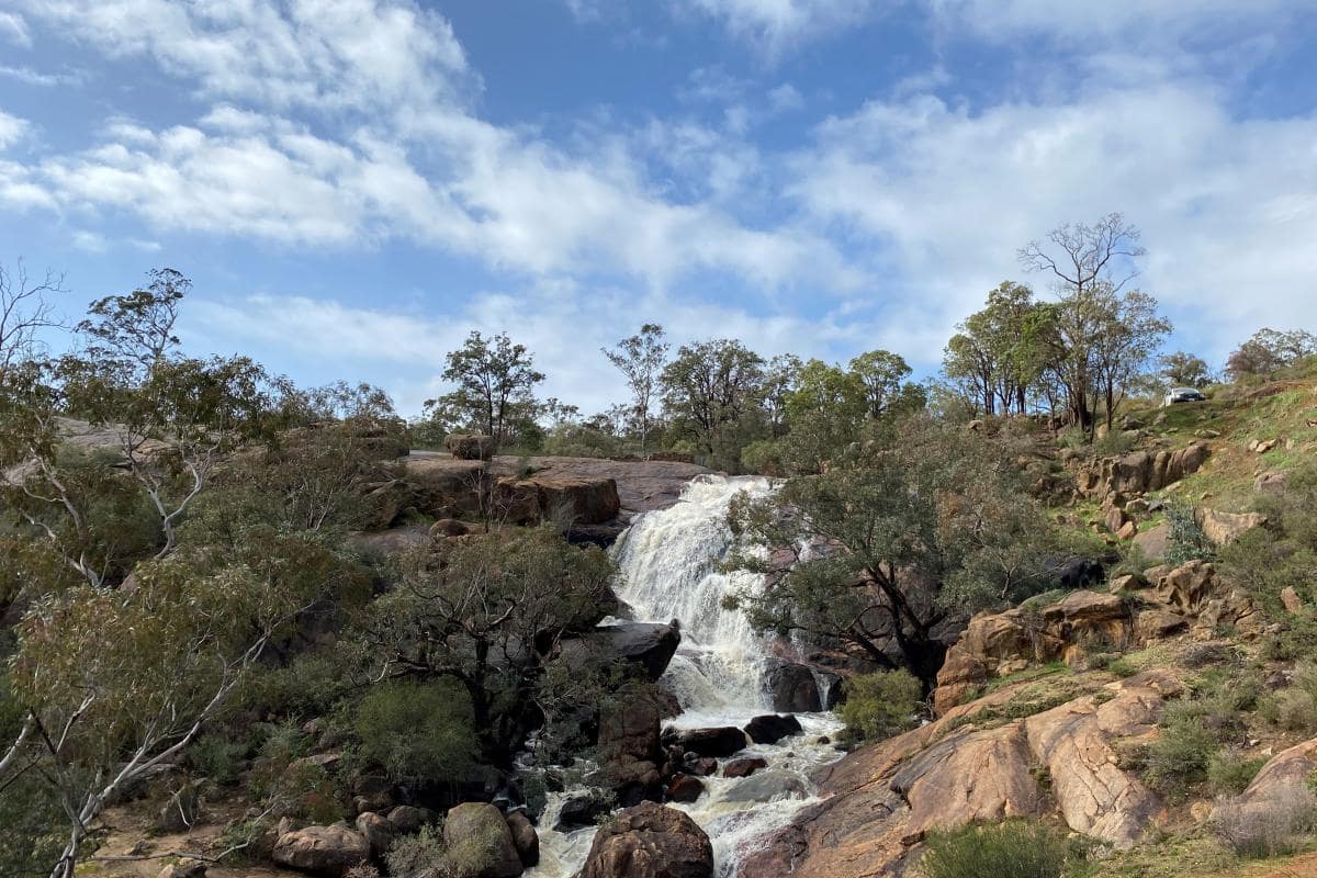 John Forrest National Park, Hovea