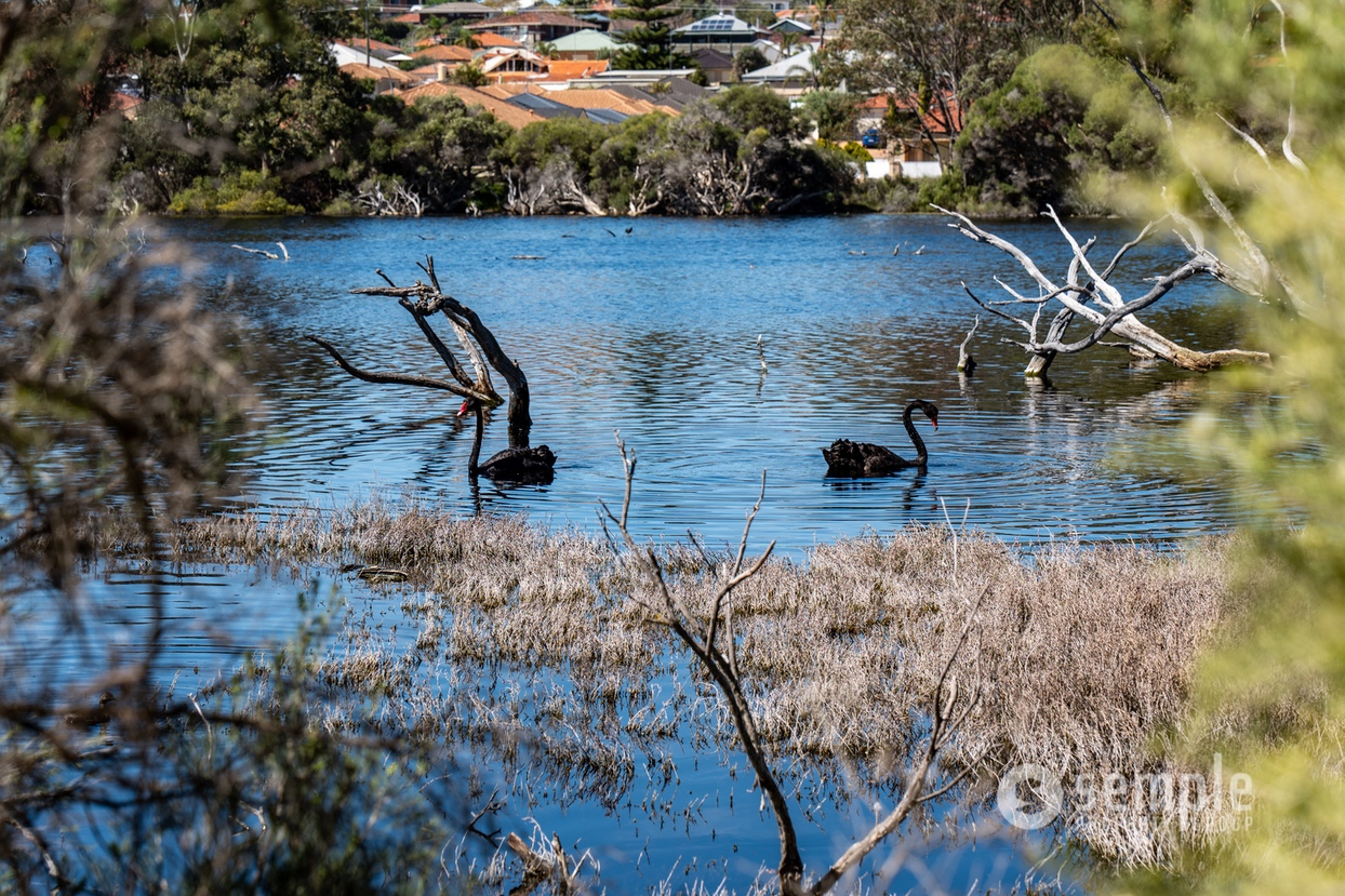 52A Fallow Crescent, Spearwood WA 6163